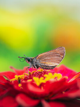 Skipper butterfly (Hesperiidae) feeding on vibrant red zinnia flower, beautiful macro insect photo with colorful green background and shallow depth of field