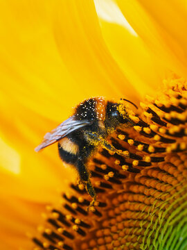 Bumblebee covered in golden pollen while feeding on sunflower, beautiful extreme macro photo with detailed insect, yellow petals, and shallow depth of field