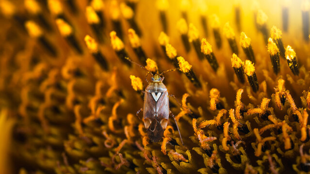 Plant bug (Miridae) with a heart on its back resting among pollen-covered sunflower florets, detailed macro insect photo with golden yellow background and shallow depth of field