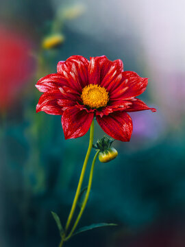 Single red dahlia flower covered with droplets blooming in garden, beautiful floral portrait with vivid petals, yellow center, dark teal background, soft bokeh, and shallow depth of field