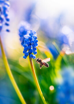Honey bee (Apis mellifera) flying toward blue grape hyacinth flowers, beautiful spring macro nature photo with bright bokeh, colorful background, and shallow depth of field