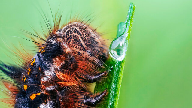 Hairy moth caterpillar climbing green grass blade, beautiful extreme macro showing orange markings, long bristles, water droplet, and soft green background