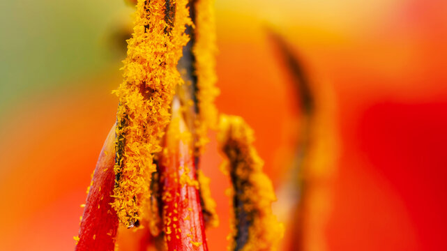 Extreme macro of daylily anthers covered with golden yellow pollen, vivid orange flower detail with shallow depth of field and colorful abstract botanical background