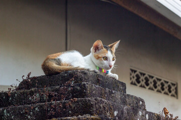 cat on the wall © Aprian Chlova