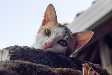cat on a wall © Aprian Chlova