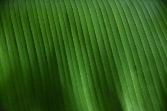 Close-up texture of a fresh green banana leaf with natural parallel lines. Abstract natural background and texture concept.