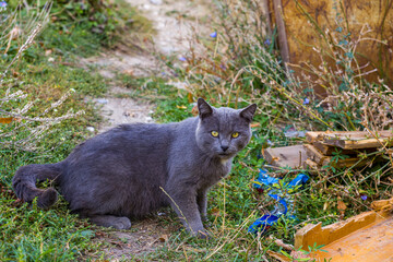 Close up portrait of a beautiful solid grey stray cat with striking bright yellow eyes looking at camera outdoors. © Kiril