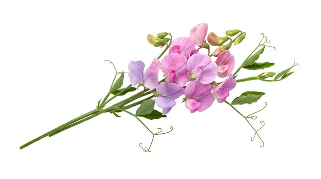 Delicate pink sweet pea flowers arranged in a small bunch