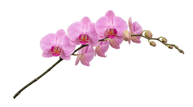 Pink phalaenopsis orchid branch flower blossom isolated on white background