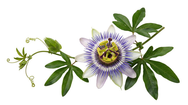 Exotic passion flower vine with purple petals and green leaves