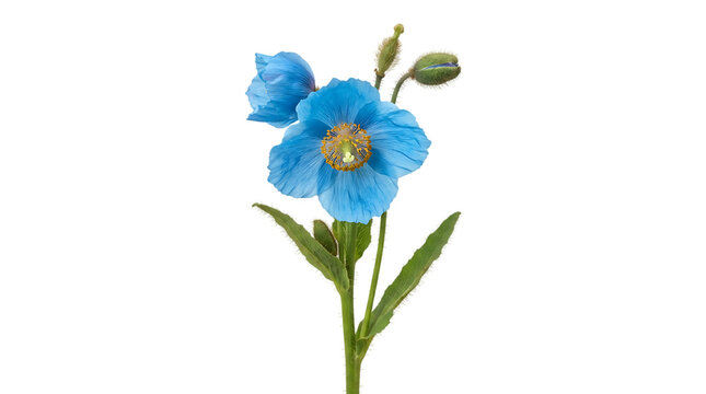Bright blue poppy flower isolated on white background with cut out