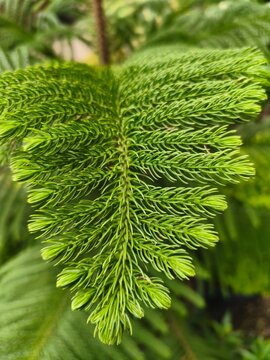 Macro photography of young vibrant green pine tree foliage