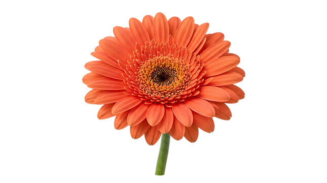 Orange gerbera daisy flower with green stem white background cut out