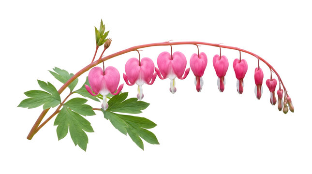 Arching branch of pink bleeding heart flowers and green foliage