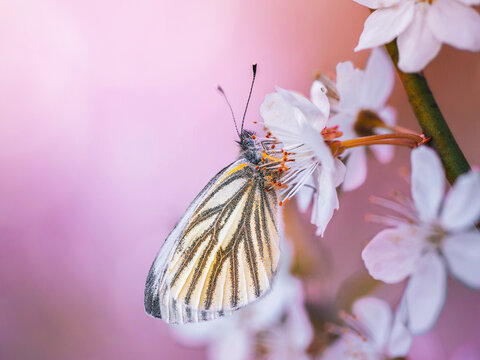 Green-veined white butterfly (Pieris napi) resting on delicate spring blossoms, beautiful macro nature photo with dreamy pink bokeh and shallow depth of field