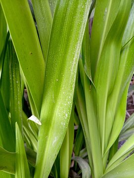 Close-up of vibrant bright green tropical plant leaves with small water droplets, showcasing a fresh, dense pattern of long sword-shaped foliage in a garden.