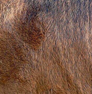 Macro texture of thick brown animal fur showing a detailed full frame pattern of coarse hair with natural dark streaks and highlights from a horse or cattle coat.