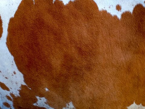 Natural brown and white spotted cowhide texture featuring a detailed close-up pattern of speckled animal fur and leather.