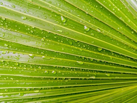 A bright, high-angle macro shot of a green tropical palm leaf featuring parallel linear ridges covered in clear water droplets. The fresh, fan-shaped frond creates a natural geometric texture.