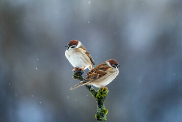 two sparrows (Eurasian tree sparrows) sitting side-by-side on a branch in a winter garden © nataba