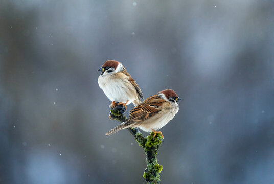 two sparrows (Eurasian tree sparrows) sitting side-by-side on a branch in a winter garden