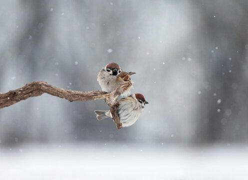 two sparrows sitting side-by-side on a branch in a winter garden amidst the snow