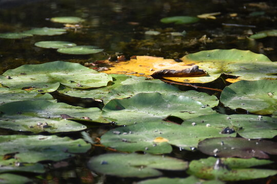 Water lily