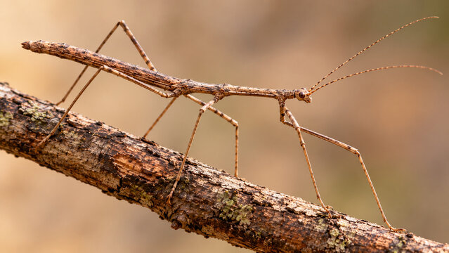 Close-up of a brown stick insect walking along a textured tree branch, showing its elongated body, slender legs and natural camouflage against a softly blurred neutral background