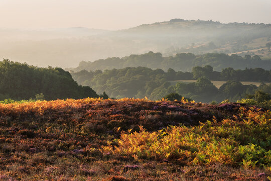 Beautiful landscape image over Stanton Moor in Summer Heather sunrise