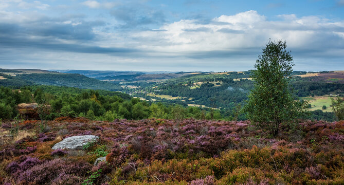 Stunning Peak District landscape from Surprise View with vibrant heather and dappled sunlight over the hills