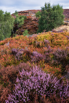 Stunning Peak District landscape from Surprise View with vibrant heather and dappled sunlight over the hills