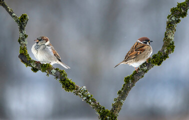 two sparrows—a tree sparrow and a house sparrow—sitting on a branch in a winter garden © nataba