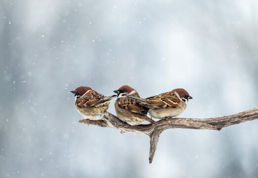three sparrows sitting on a mossy branch in a winter garden amidst falling snow