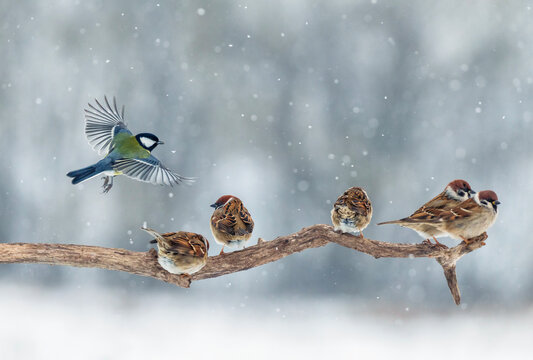 sparrows and a tit perched on a branch in a winter garden amidst falling snow