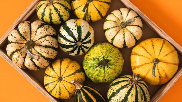 Horizontal autumn background with assorted decorative pumpkins inside a wooden box on orange backdrop. Close-up top view of ripe seasonal squashes for thanksgiving, farming or harvest concept.