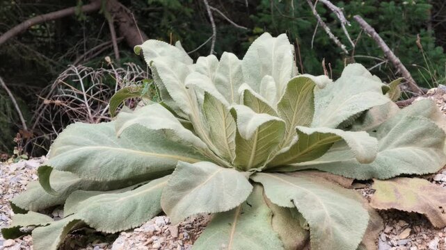 pale grey green hairy leaves of common mullein verbascum thapsus close up video