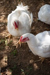 Poulets blancs en liberté au sol © Johanna