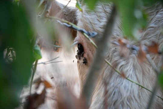 Gros plan sur un &oelig;il de taurillon, jeune bovin de race charolaise, envahi de mouches cach&eacute; derri&egrave;re un barbel&eacute; et du feuillage