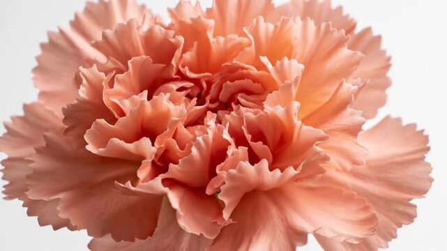 A close up of a peach carnation flower shows its soft petals and