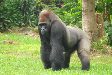 Western lowland gorilla silverback standing on grass and looking at the camera with a calm, serious expression © Hafid