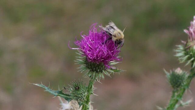 bumblebee pollinating a vibrant purple centaurea sonchifolia flower in great smoky mountains video