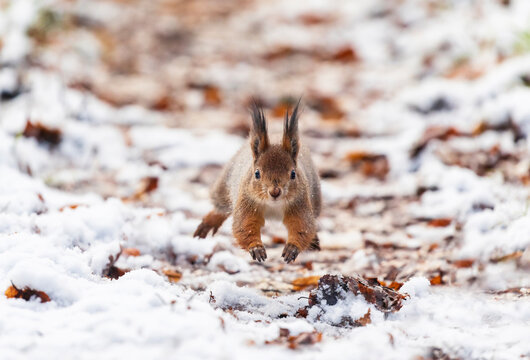 a cute fluffy squirrel bounds through an autumn park amidst fallen leaves and the first snow