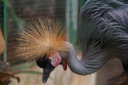 Grey crowned crane bending its neck with its golden crown spread, showing red throat wattle and grey plumage