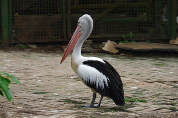 Australian pelican standing in full side profile, showing its long pink bill and black and white plumage © Hafid