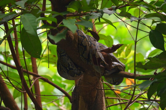 Reticulated python coiled in the fork of a tree with its orange eye visible and shed skin on the bark