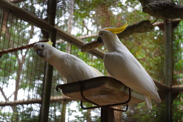 Two sulphur-crested cockatoos with yellow crests perched on a feeding tray in an aviary, one tilting its head toward the camera © Hafid