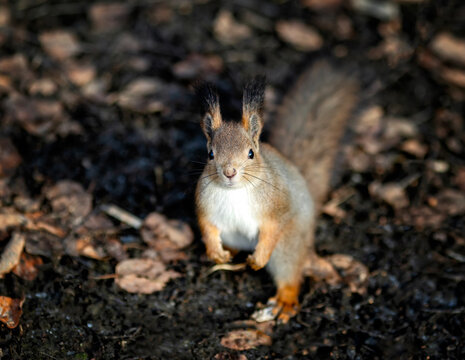 top-down view of a cute fluffy squirrel sitting in an autumn park amidst fallen leaves