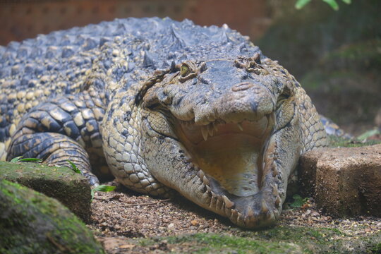 Saltwater crocodile facing the camera with its mouth open, showing rows of sharp teeth