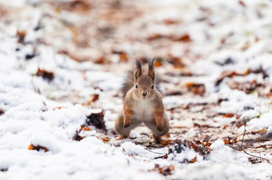 squirrel in the woods