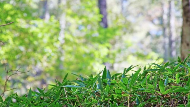 笹の葉が茂る風景